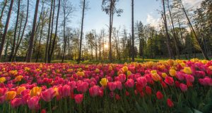 investors gardening concept of tulip field with sunrise in horizon